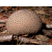 Мицелий Дождевика умбрового / Дождевик коричневый (Lycoperdon umbrinum)